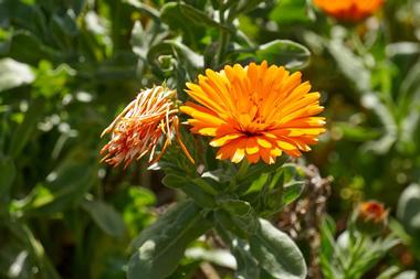 History & Gardens