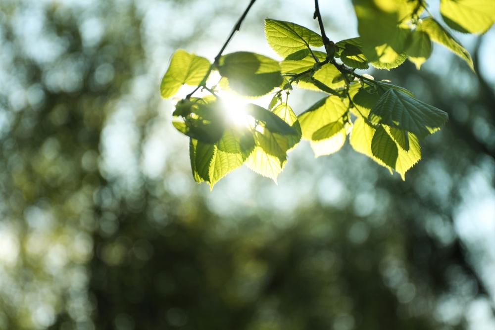 Hike Peaceful Trails and Spot Wildlife at the Savage Wildlife Preserve
