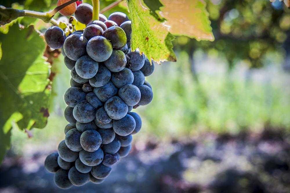 Thirty Bench Wine Makers