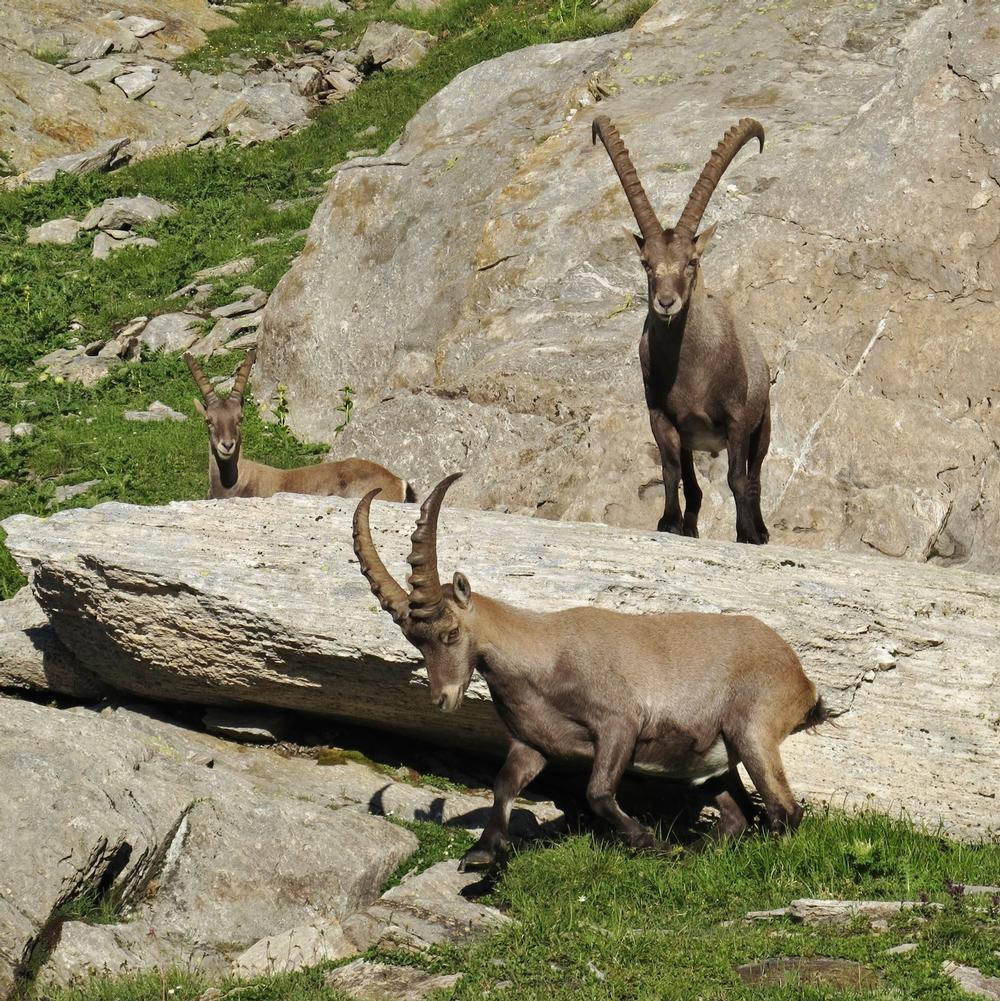 Alpenwildpark Interlaken