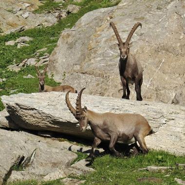 Alpenwildpark Interlaken