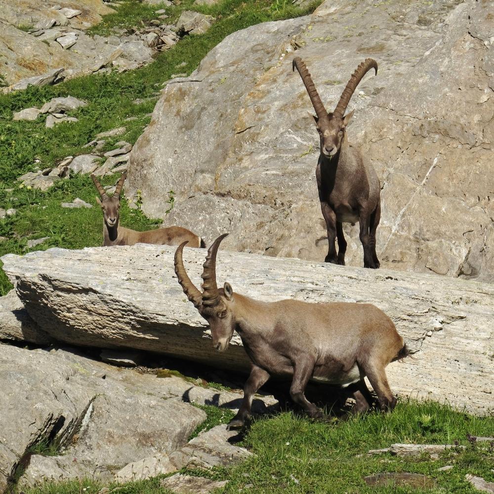 Meet the Wild Side at Alpenwildpark Interlaken