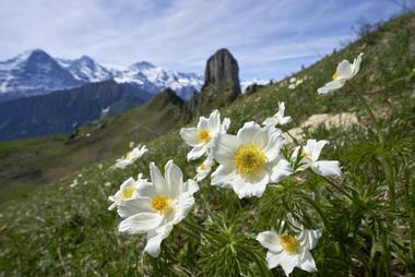 The Schynige Platte Botanical Alpine Garden