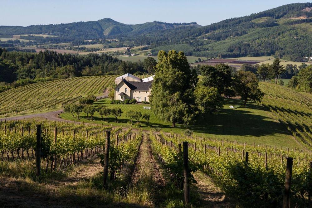Sip Award-Winning Wines at David Hill Winery