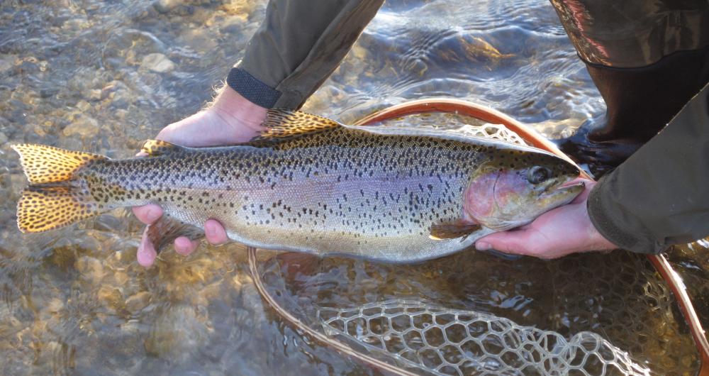 Fishing in Yellowstone