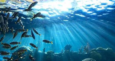 Florida Aquarium