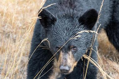 Black Bear Wilderness Area