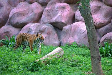 Bannerghatta National Park