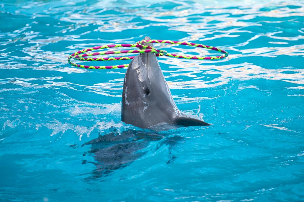 Make Waves with Dolphins and Family Fun at Boudewijn Seapark