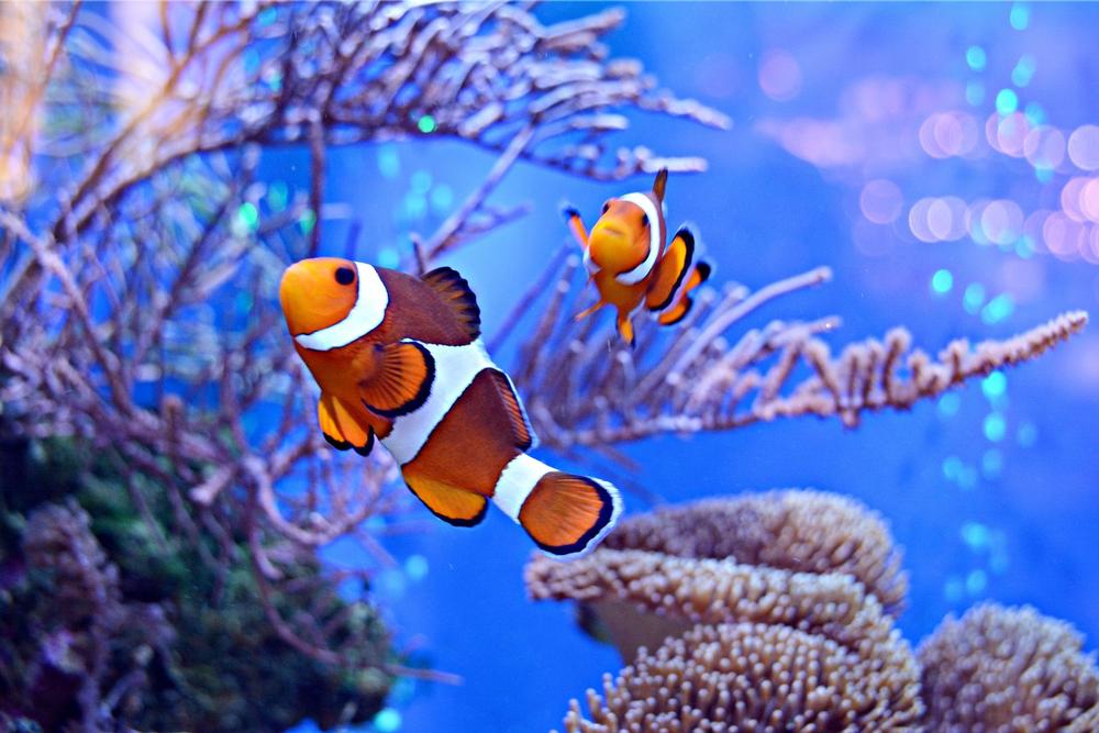 If You’re Visiting with Family, Dive into the SeaLife Centre