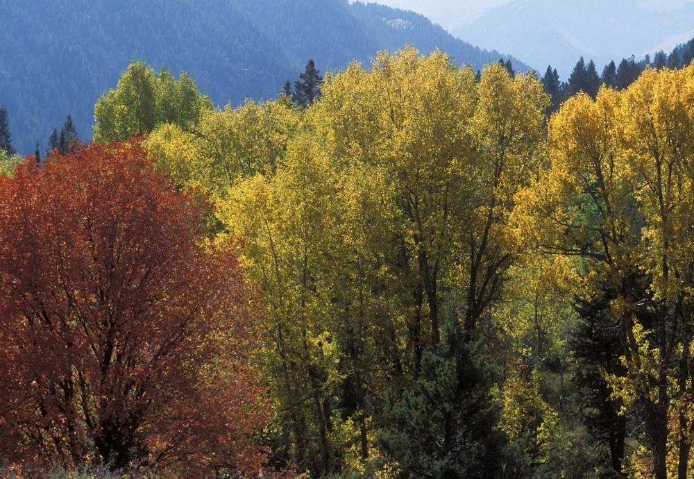 Get Lost (in the Best Way) in the Wasatch-Cache National Forest