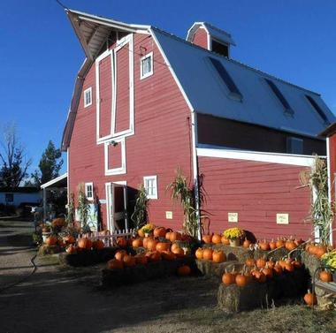 Berry Patch Farm