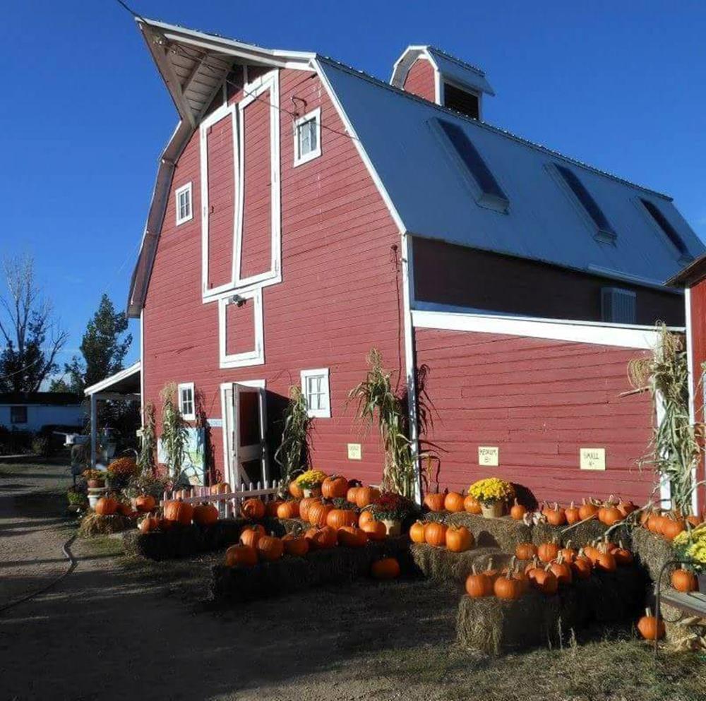Pick Fresh Produce and Enjoy Farm Fun at Berry Patch Farm