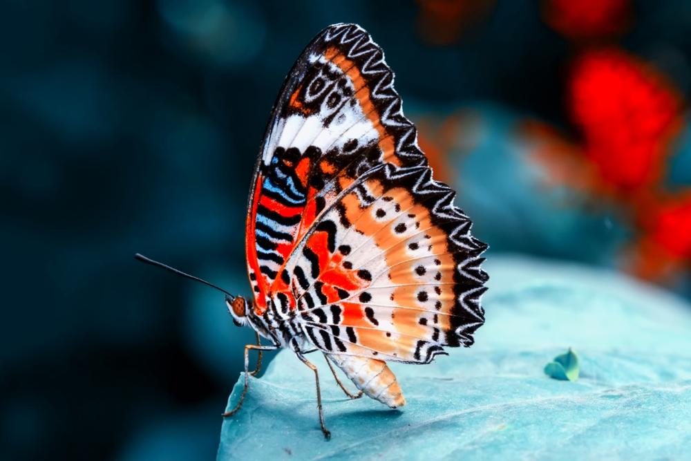 Wander Among Colorful Wings at the Flying Flowers Butterfly House