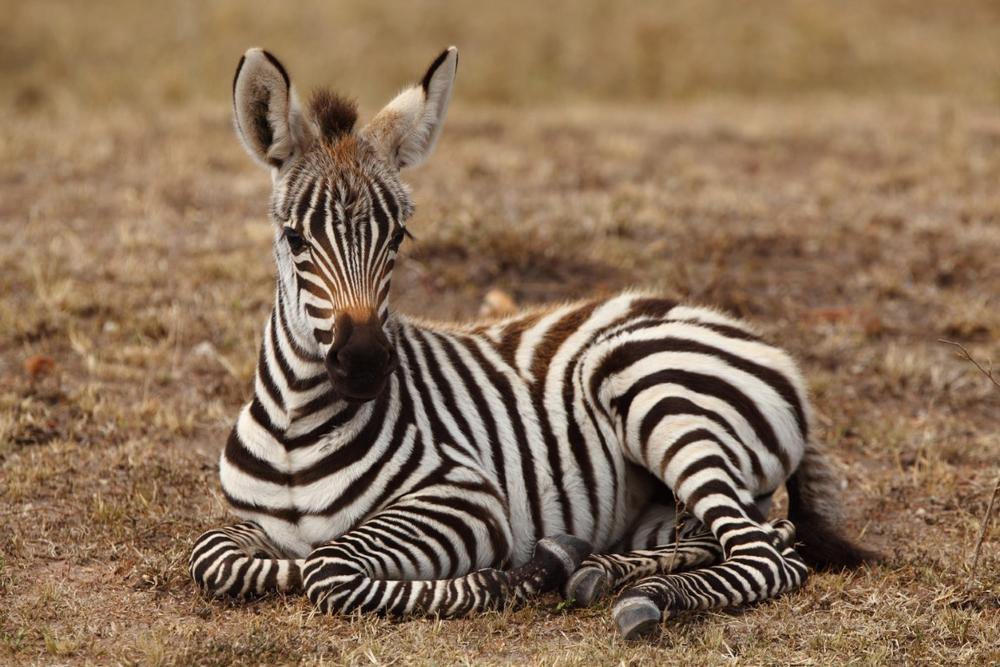 Feed and Meet Exotic Animals on Safari at Fort Chiswell Animal Park
