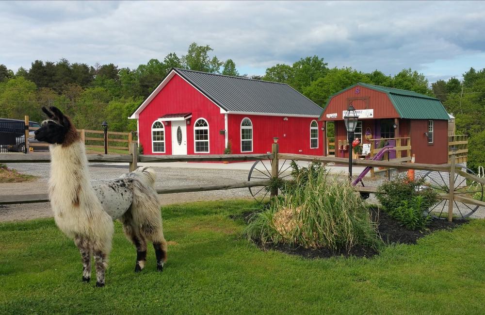 If You Love Hands-On Animal Encounters, Visit Infinity Acres Petting Ranch