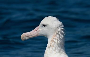 Royal Albatross Centre