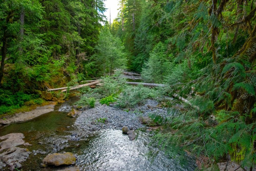 Soak in soothing waters and savor a peaceful retreat surrounded by lush forest and tranquility.