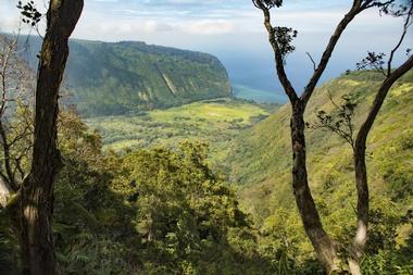 Kona Cloud Forest Guided Walking Tours