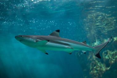 North Shore Shark Adventures