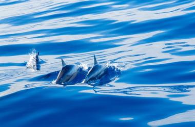Wild Side Whale Dolphin and Snorkel Tours