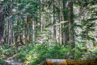 Mt. Baker-Snoqualmie National Forest