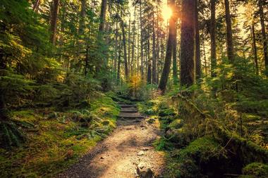 Olympic National Forest