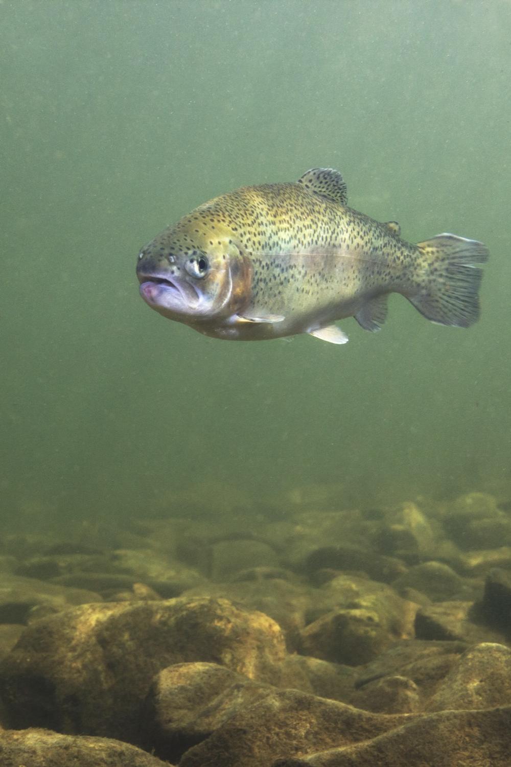 Types of Fish to Find at Yellowstone