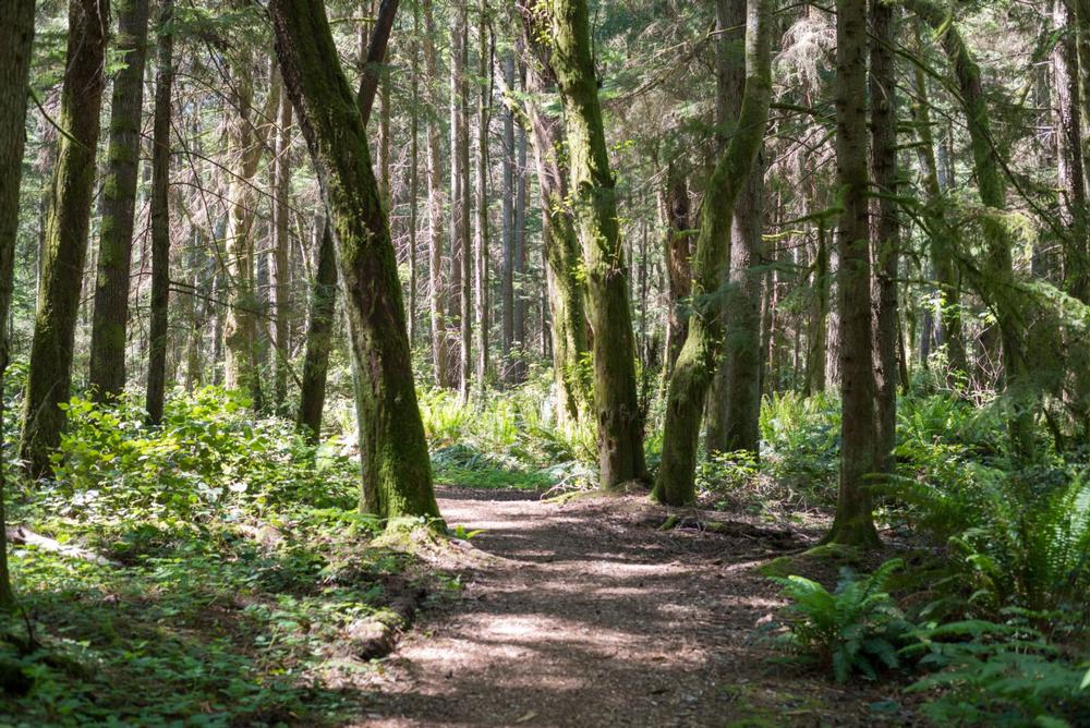 Illahee State Park - 1 hour and 30 minutes from Seattle (including ferry)