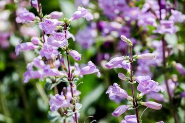 Idaho Botanical Garden