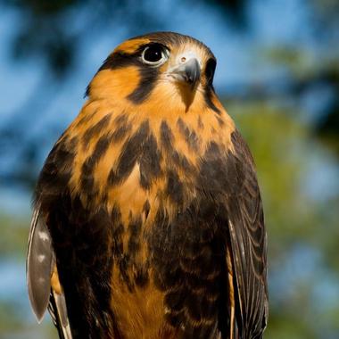 World Center for Birds of Prey