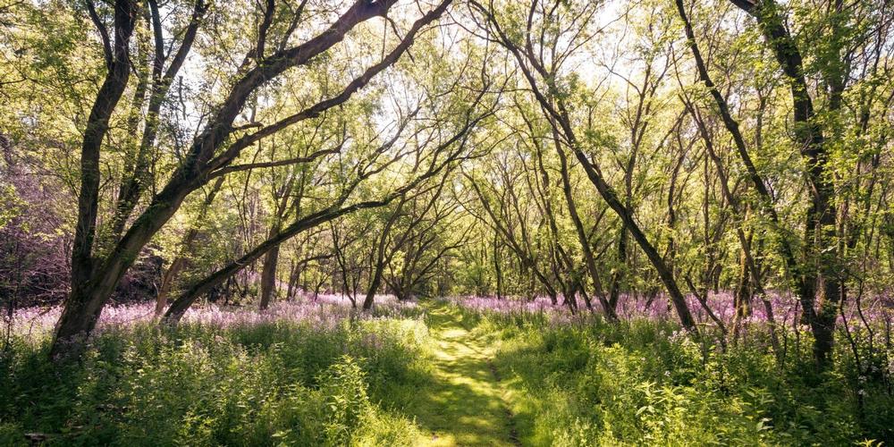 Explore the Great Outdoors at River Bend Nature Center
