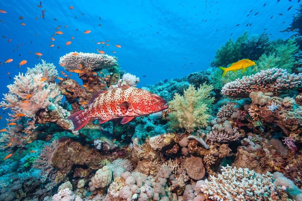 National Reef Park of Puerto Morelos