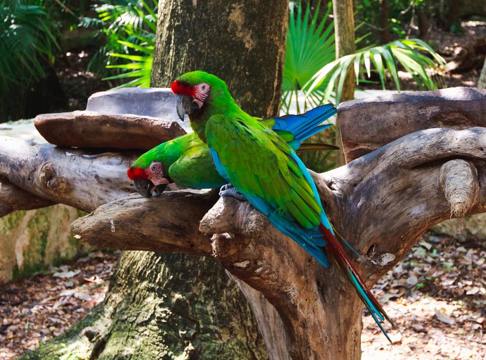 Xcaret Eco Theme Park