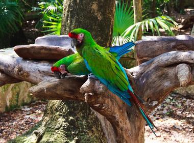 Xcaret Eco Theme Park | Attractions in Riviera Maya, Mexico