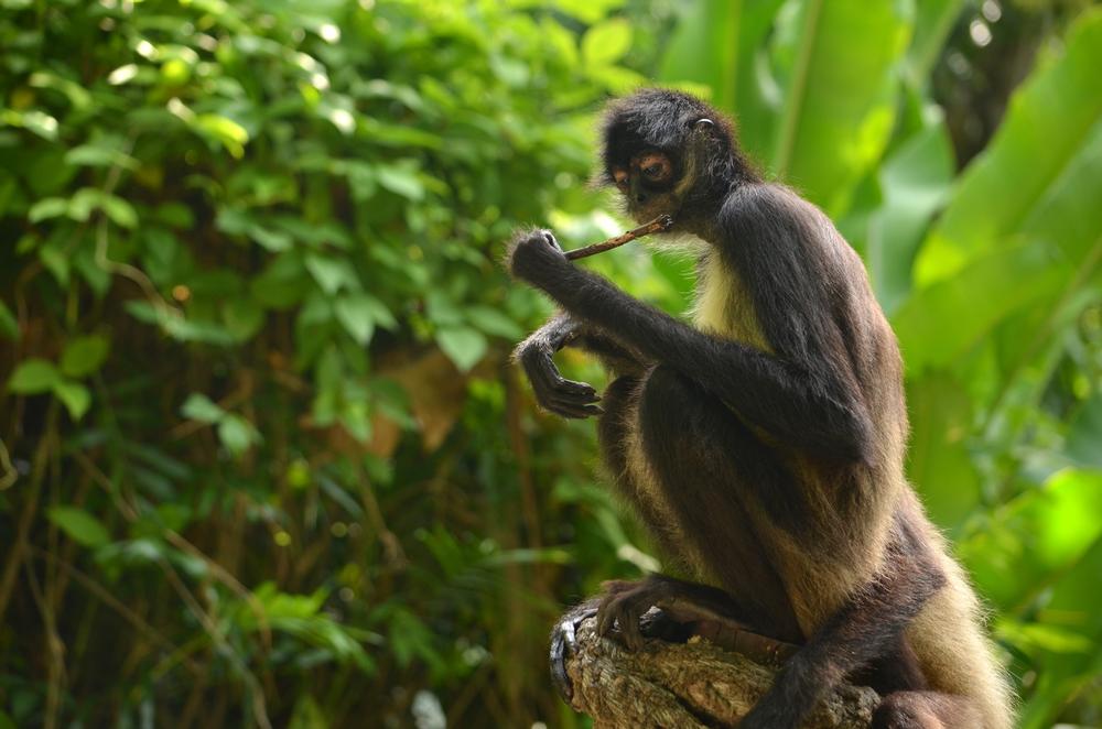 Meet the Locals (the Furry Ones) at Akumal Monkey Sanctuary