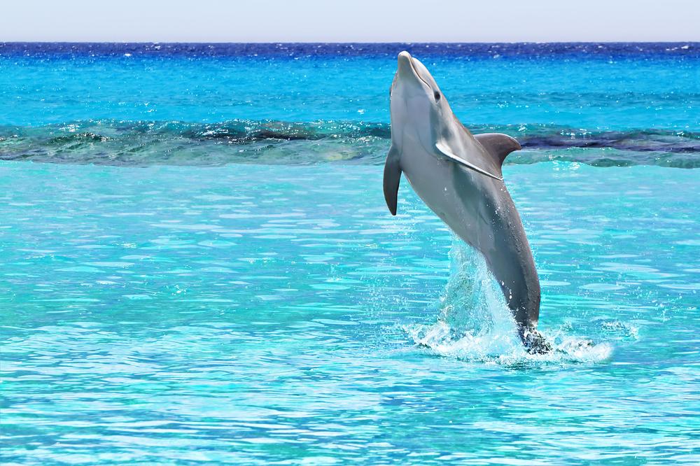 Swim with a Smile at Dolphin Discovery Playa del Carmen