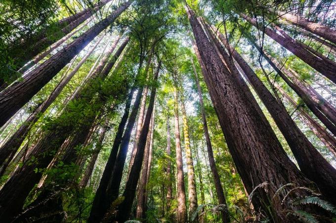 Best Places to See Redwood Trees in California