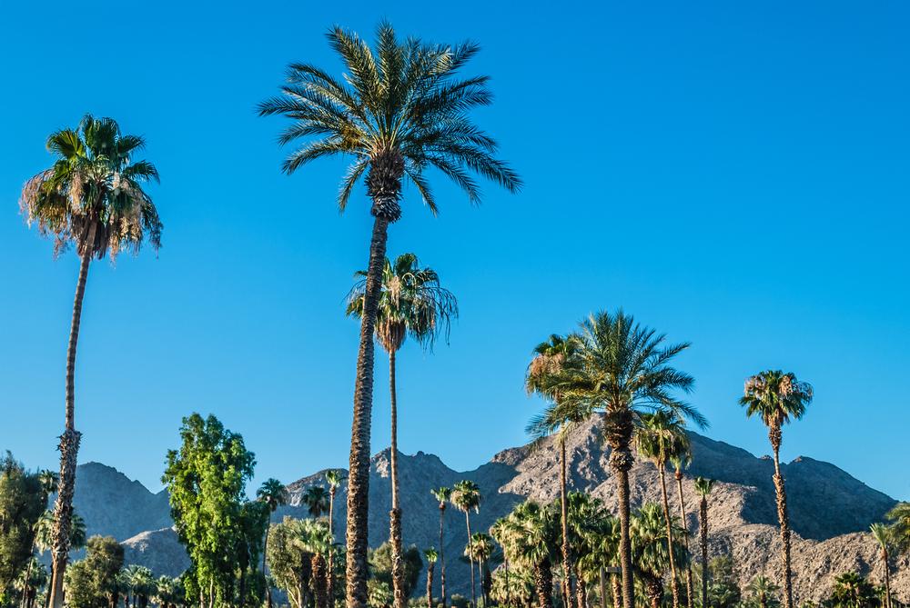 Poolside palms and desert blooms in Palm Springs, California