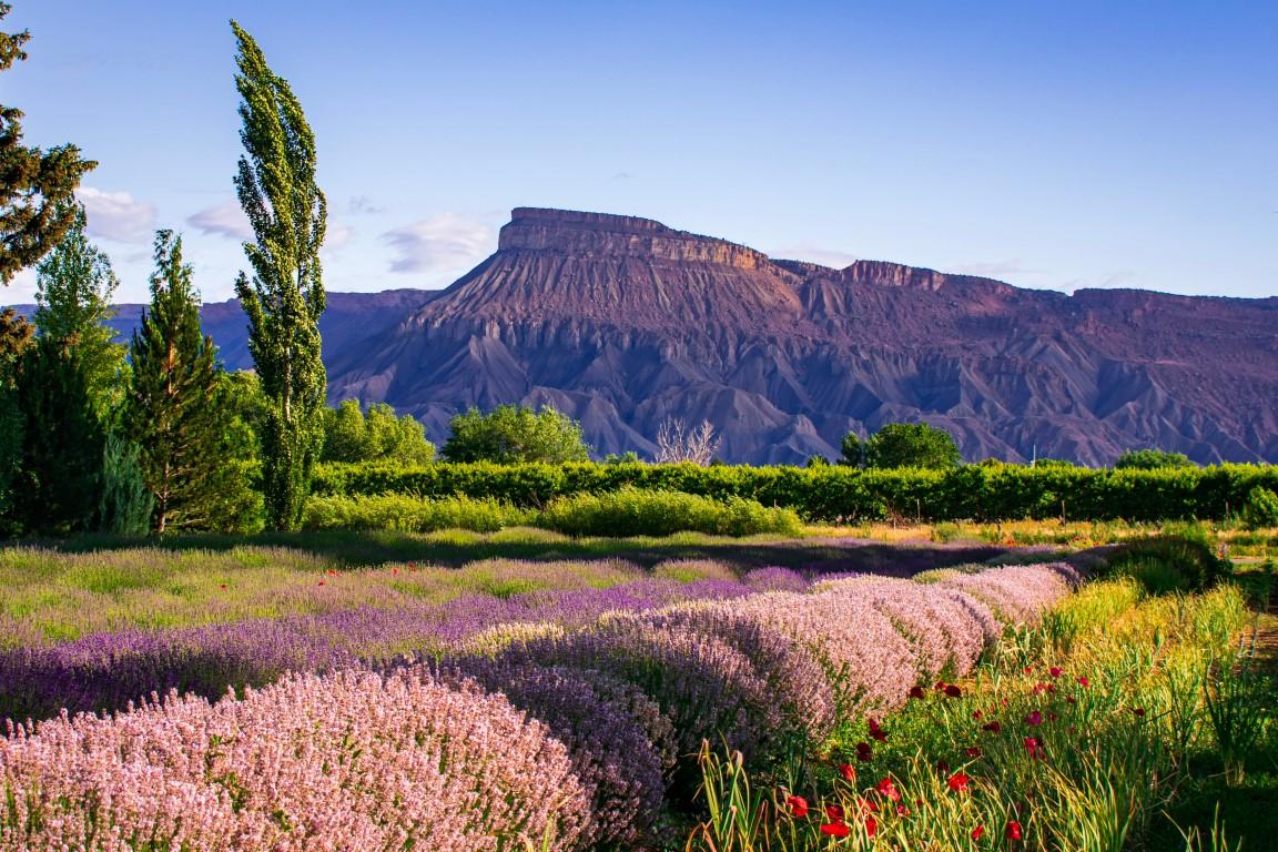 Peach blossoms and red rock trails in Grand Junction, Colorado