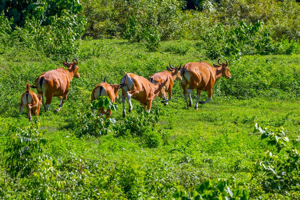 If Untamed Nature and Rare Wildlife Inspire You, Venture Into Huai Kha Khaeng