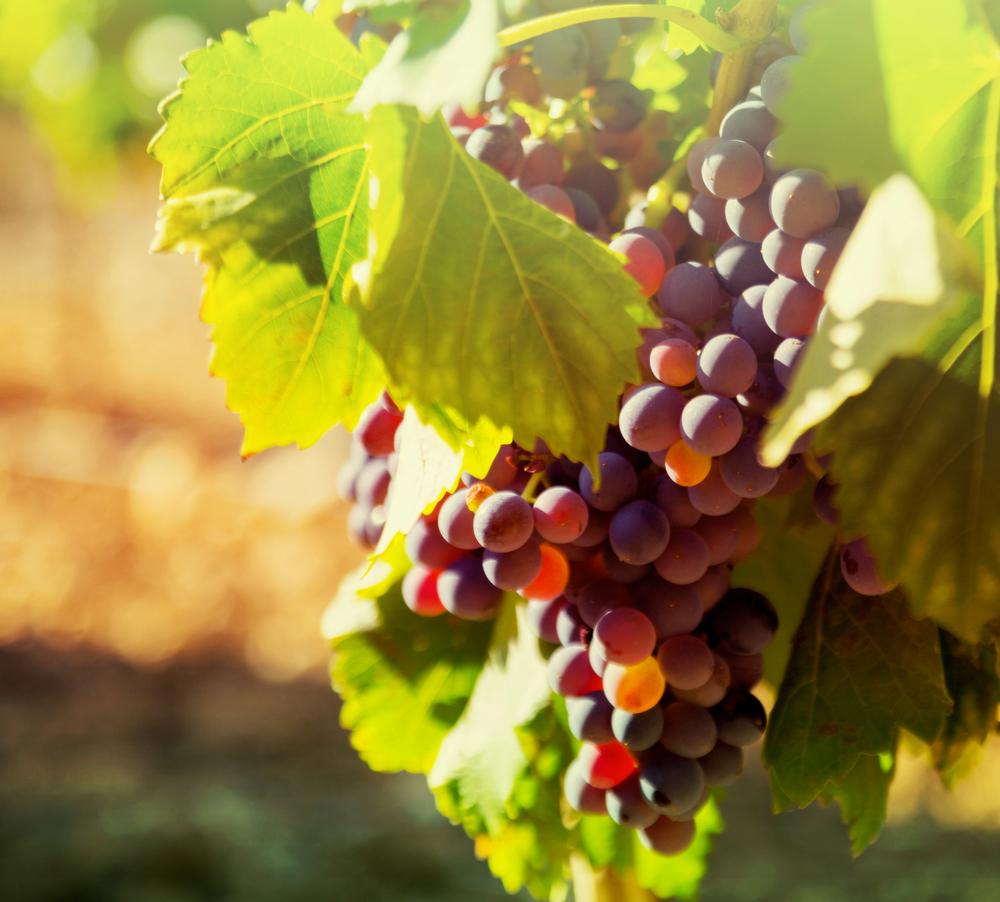 Experience Italian-Inspired Vintages at Lightning Ridge Cellars