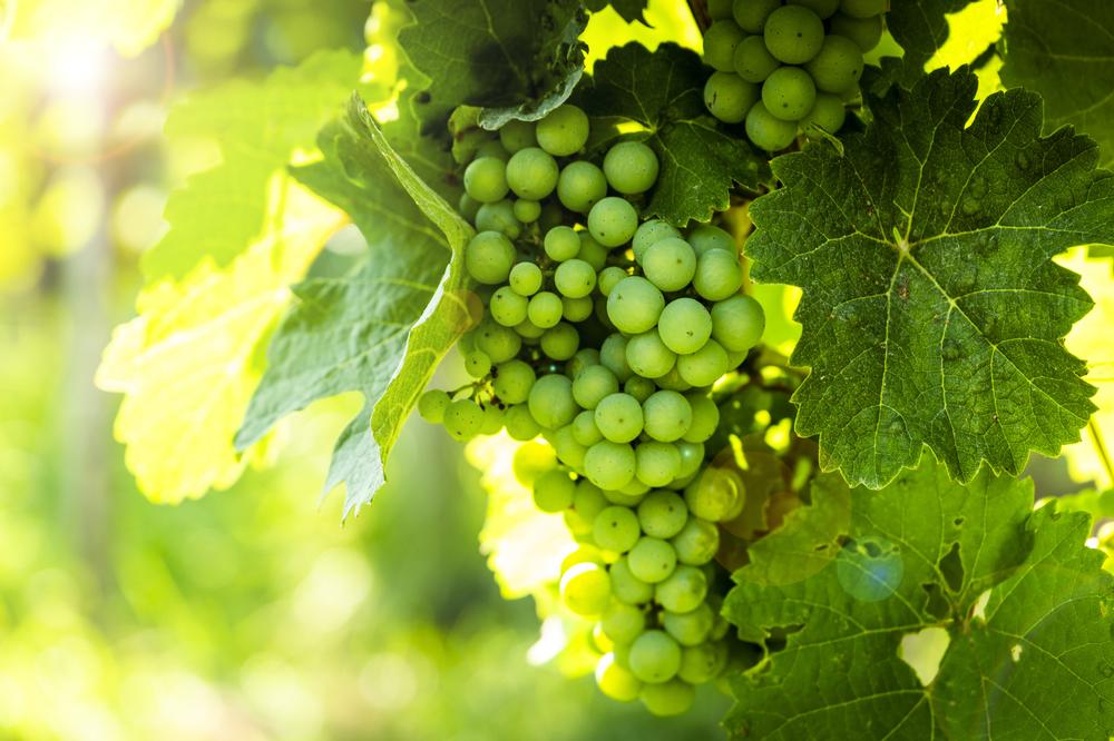 Explore Spirits and Wines at Flying Leap Vineyards & Distillery