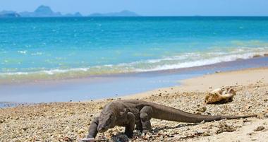 Komodo National Park: An In-Depth Look