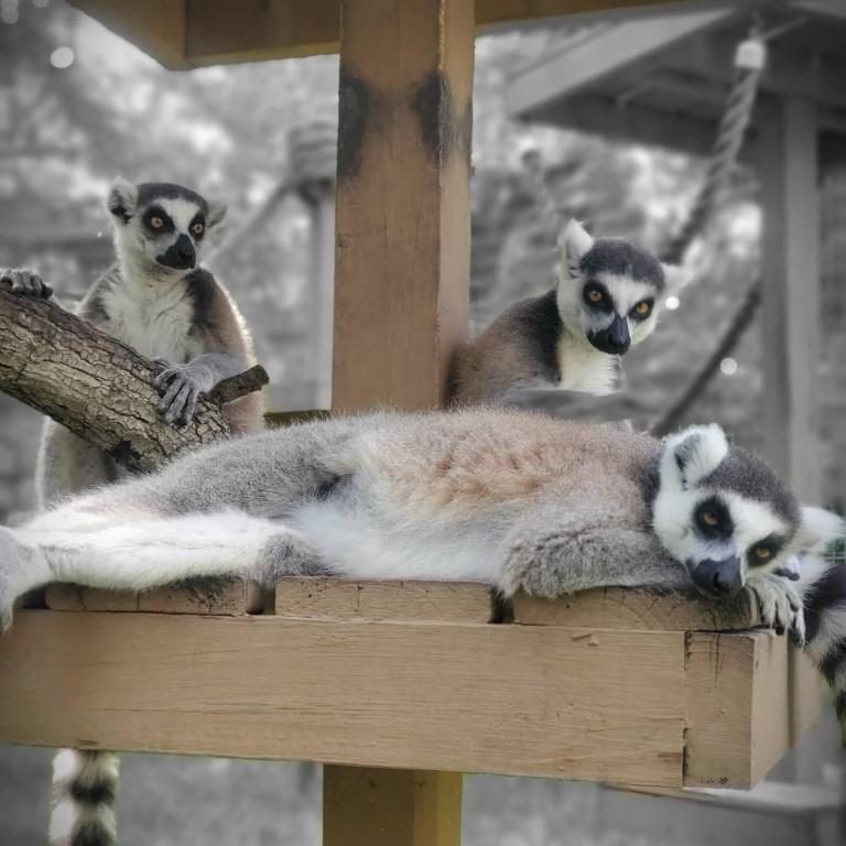 Meet Rescued Creatures at Wildlife Survival Sanctuary
