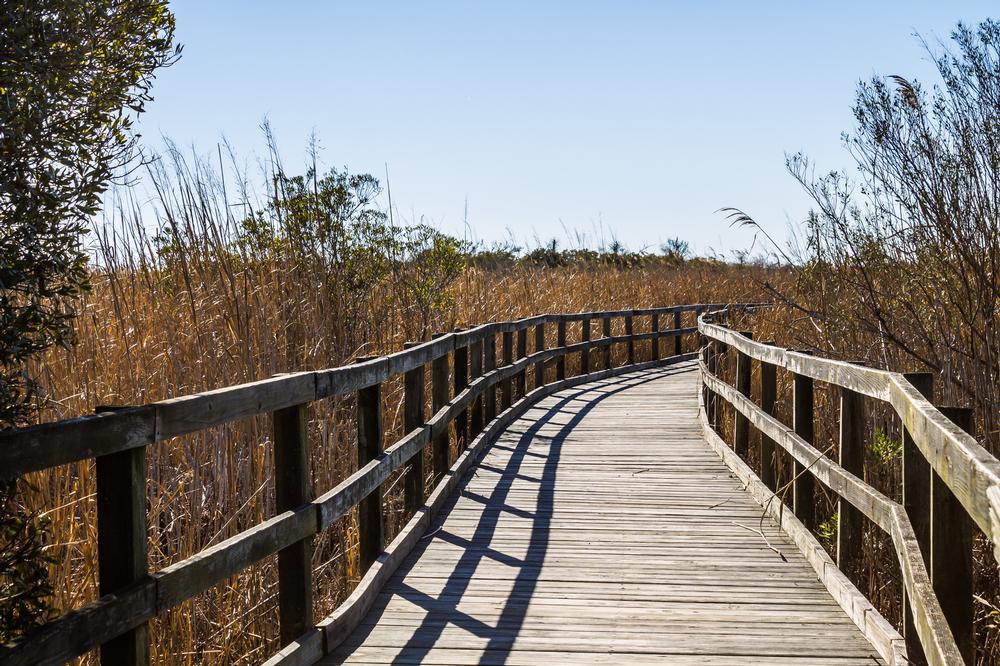 Get Lost in Coastal Wilderness at False Cape State Park