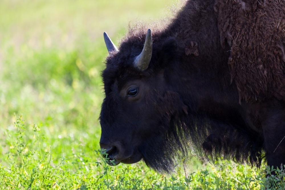 Wildlife Prairie Park | Illinois with Kids