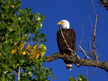 Eagles