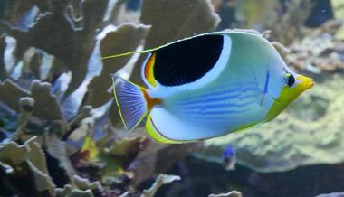 National Aquarium Exhibits