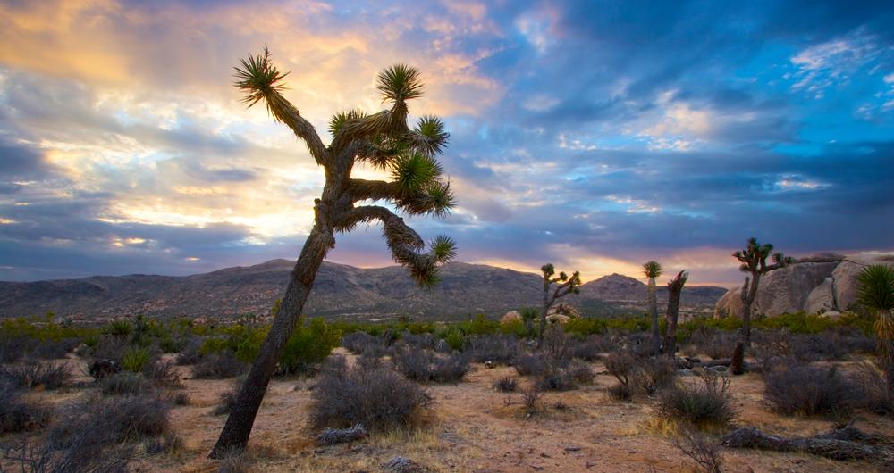 Joshua Tree National Park